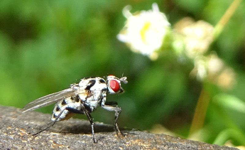 Anthomyia sp.